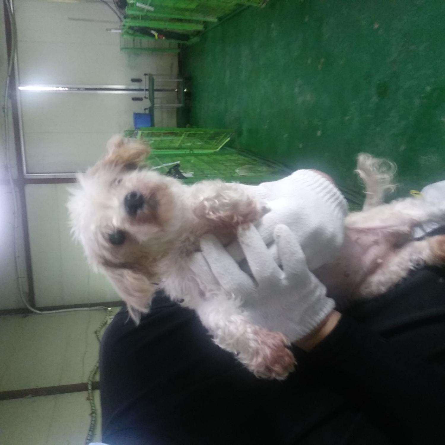 인천광역시수의사회_428353202300784
